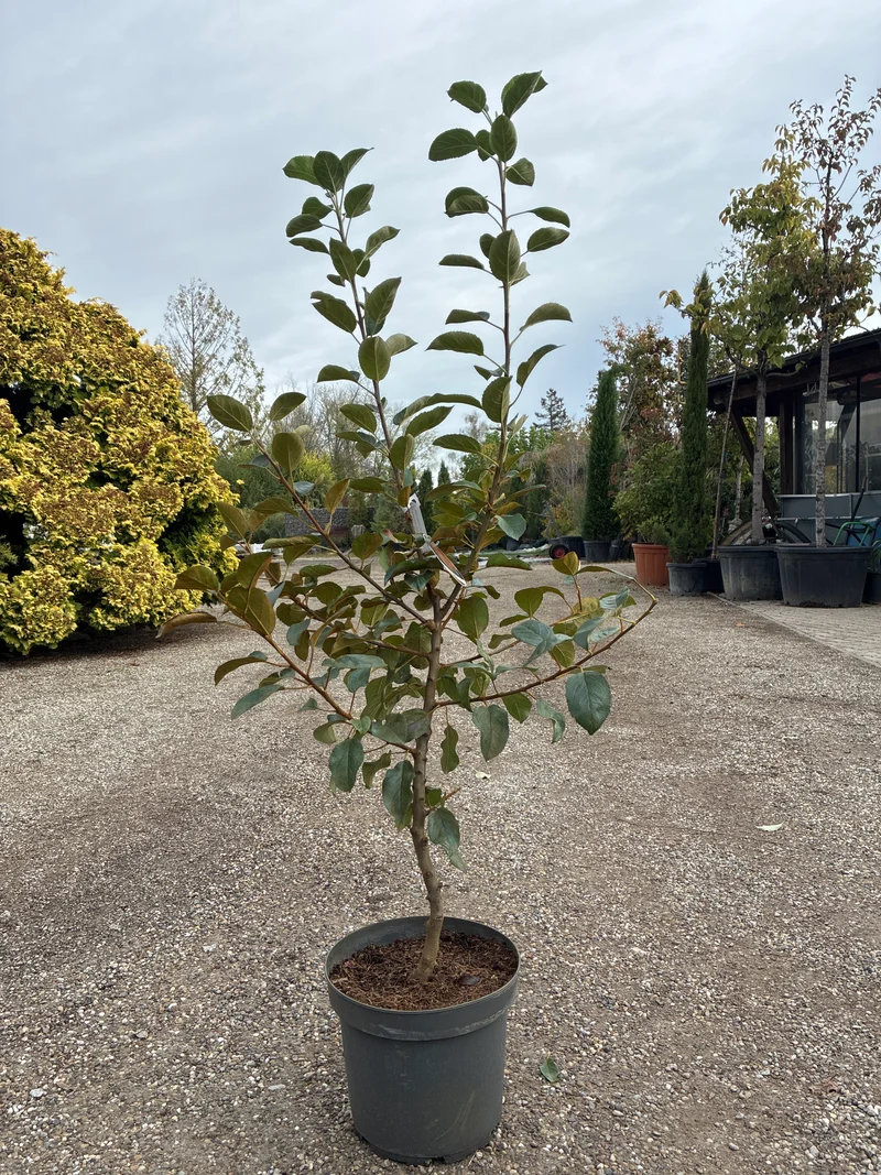 Tafelapfel Braeburn / Malus domestica ‘Braeburn’