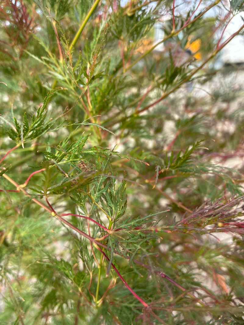 Fächerahorn / Acer palmatum ‘Emerald Lace’