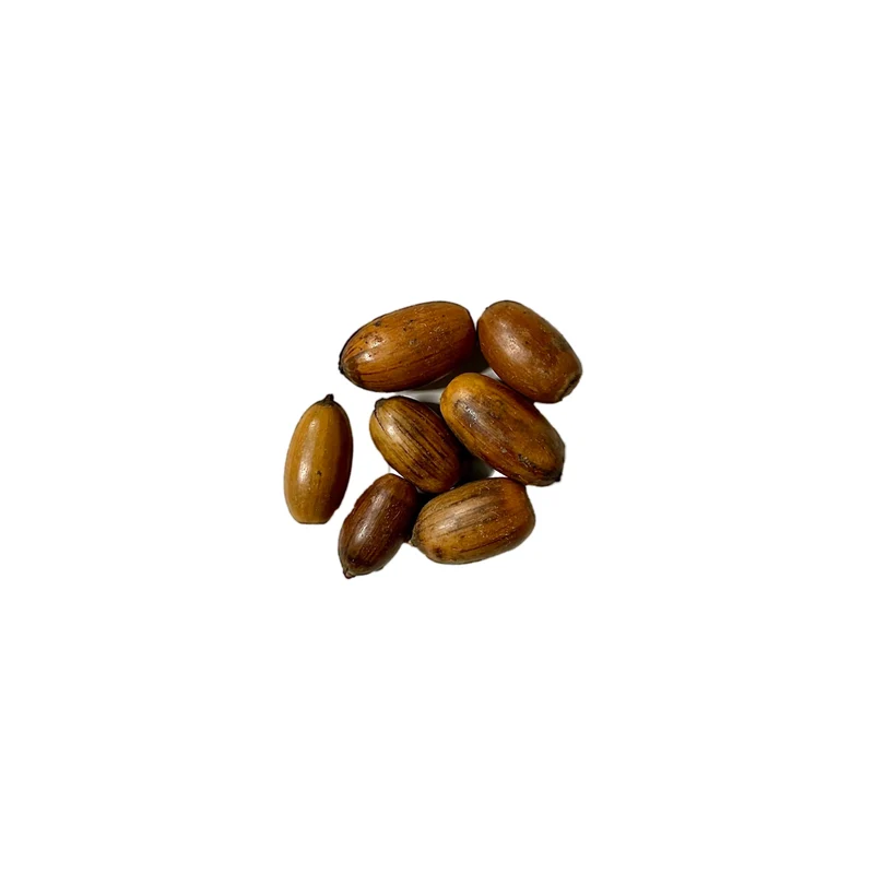 Stieleiche Baum-Pflanz-Set – Quercus robur selbst pflanzen