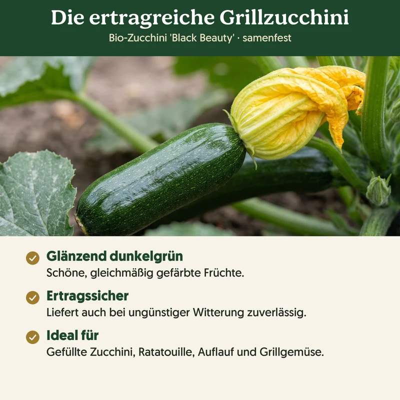 Bio-Zucchini 'Black Beauty' – Samenfestes Bio-Saatgut