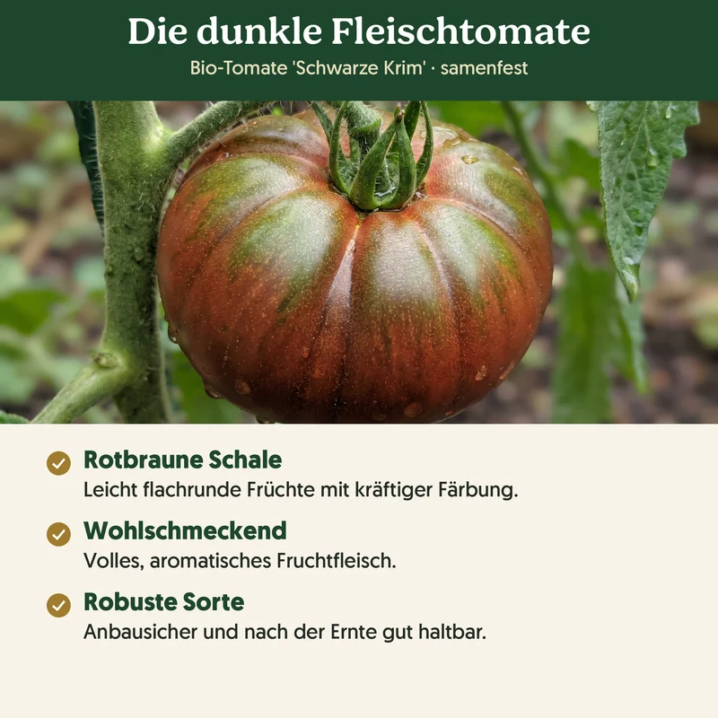 Bio-Tomate 'Schwarze Krim' – Samenfestes Bio-Saatgut