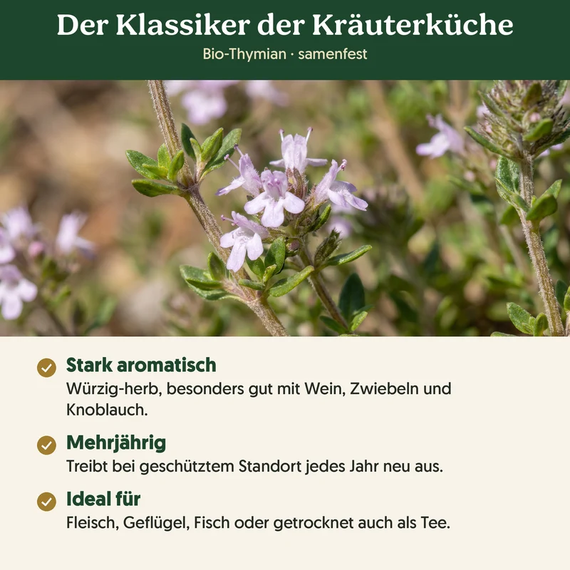 Bio-Thymian – Samenfestes Bio-Saatgut