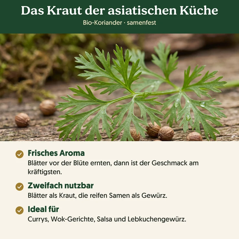 Bio-Koriander – Samenfestes Bio-Saatgut