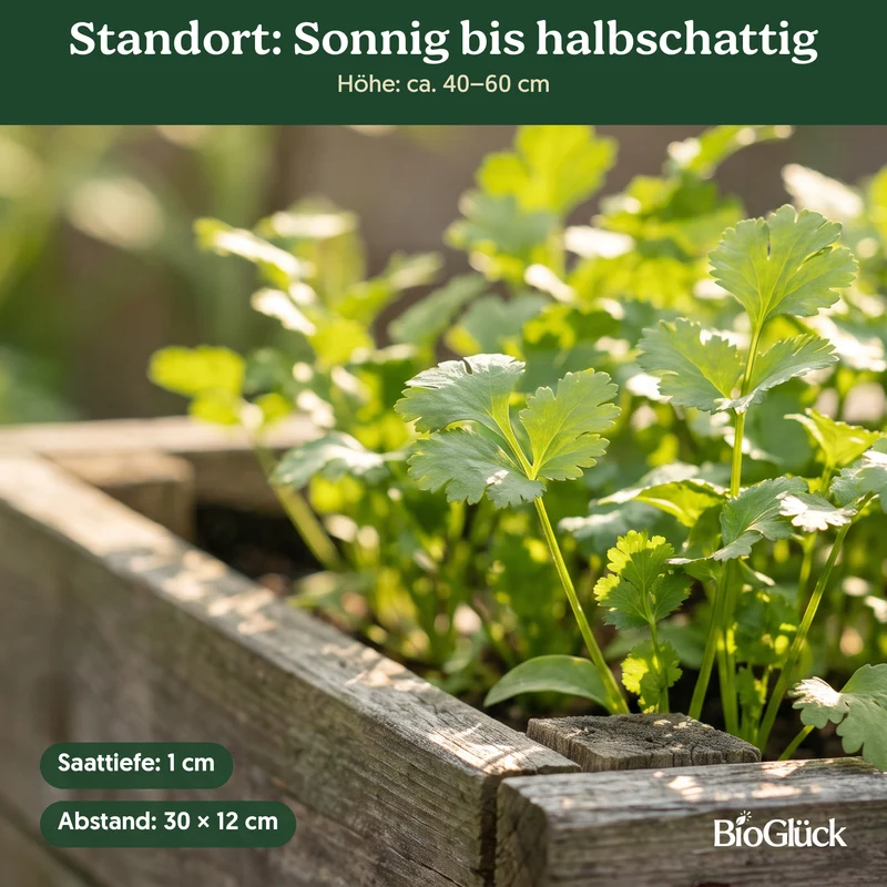 Bio-Koriander – Samenfestes Bio-Saatgut