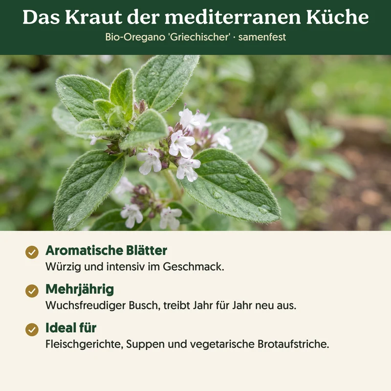 Bio-Oregano 'Griechischer' – Samenfestes Bio-Saatgut