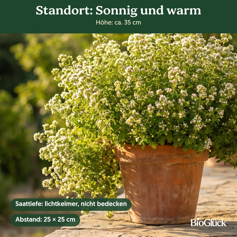 Bio-Oregano 'Griechischer' – Samenfestes Bio-Saatgut