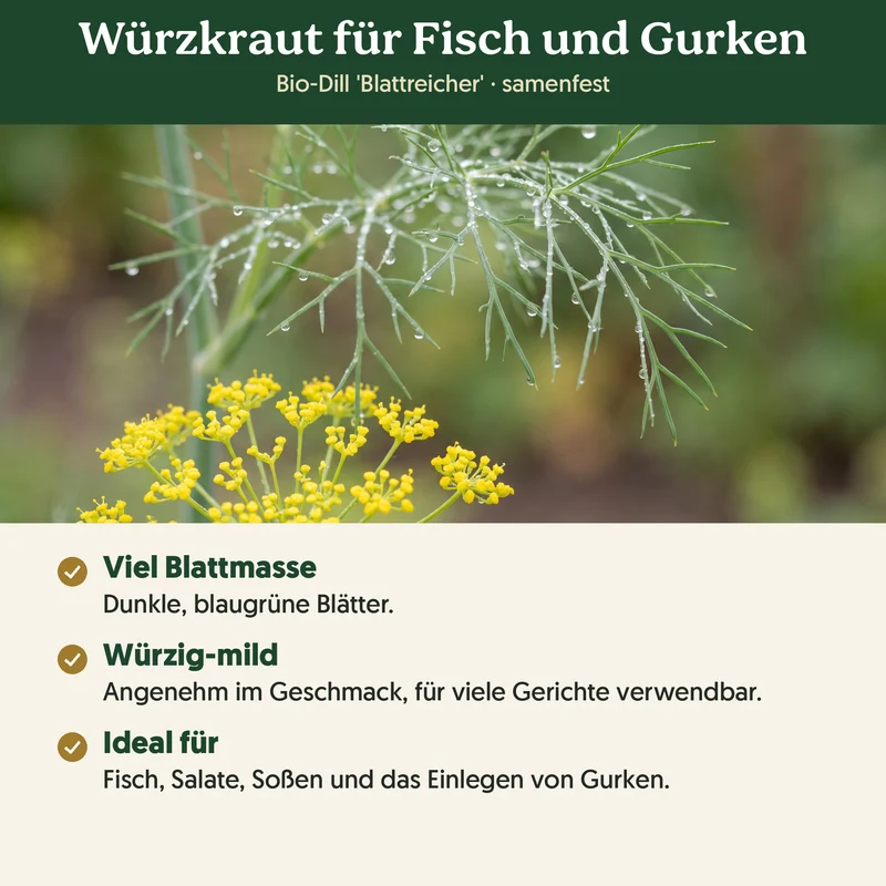 Bio-Dill 'Blattreicher' – Samenfestes Bio-Saatgut