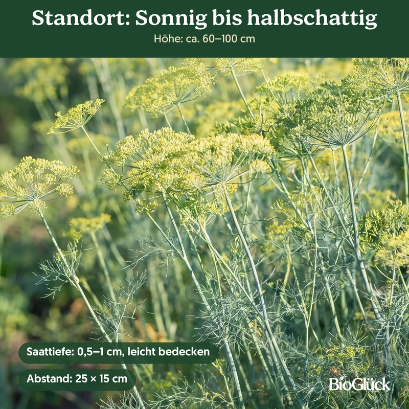 Bio-Dill 'Blattreicher' – Samenfestes Bio-Saatgut