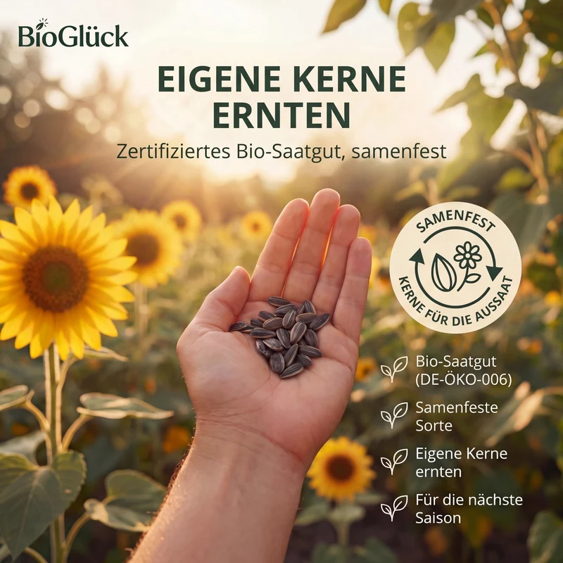 Bio-Sonnenblume 'Riesenblumig' – Samenfestes Bio-Saatgut