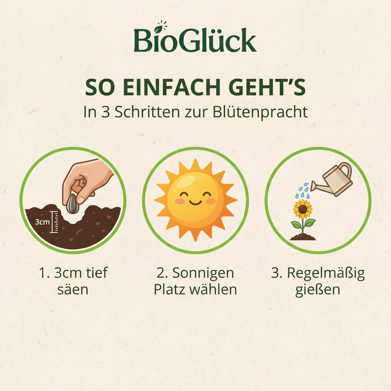 Bio-Sonnenblume 'Riesenblumig' – Samenfestes Bio-Saatgut