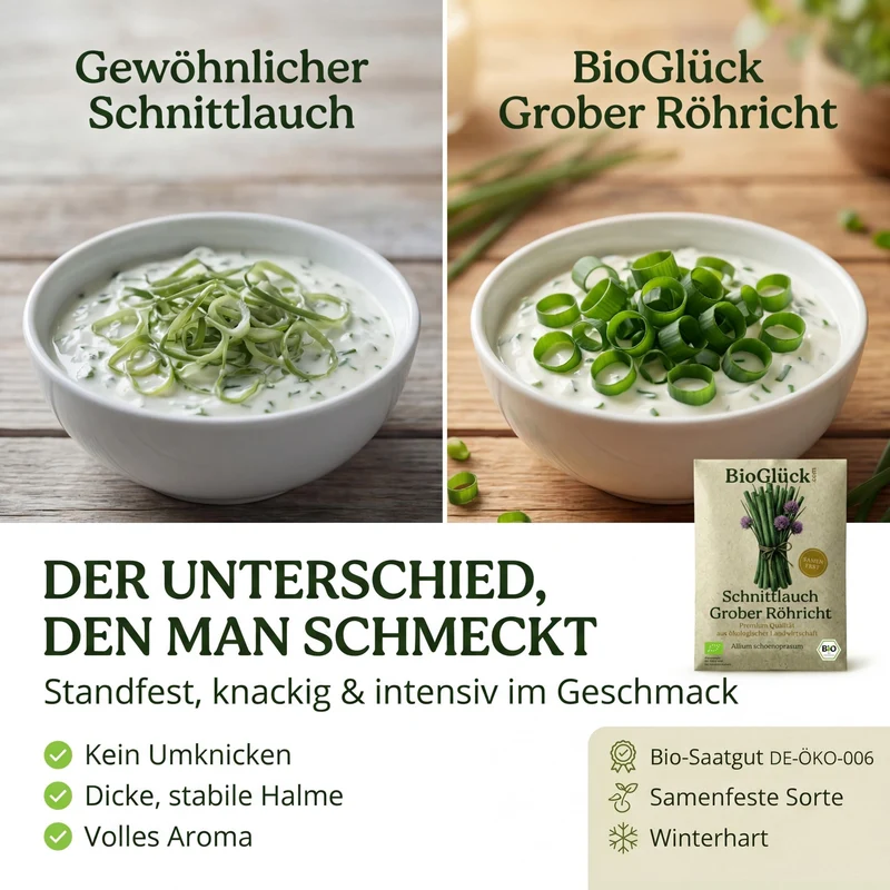 Bio-Schnittlauch 'Grober Röhricht' – Samenfestes Bio-Saatgut