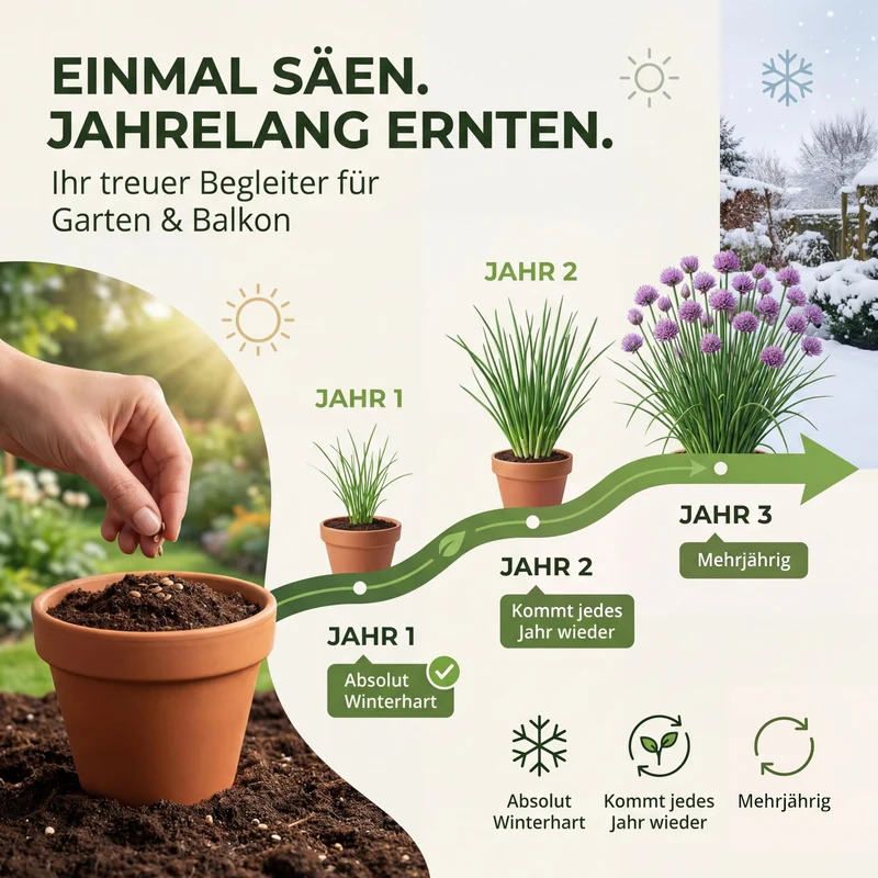 Bio-Schnittlauch 'Grober Röhricht' – Samenfestes Bio-Saatgut