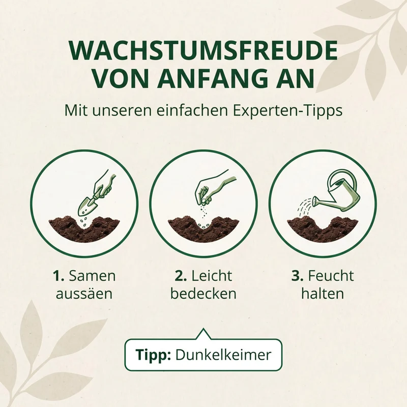 Bio-Schnittlauch 'Grober Röhricht' – Samenfestes Bio-Saatgut