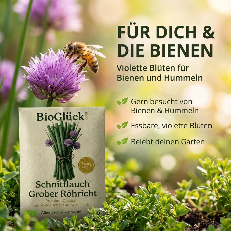 Bio-Schnittlauch 'Grober Röhricht' – Samenfestes Bio-Saatgut
