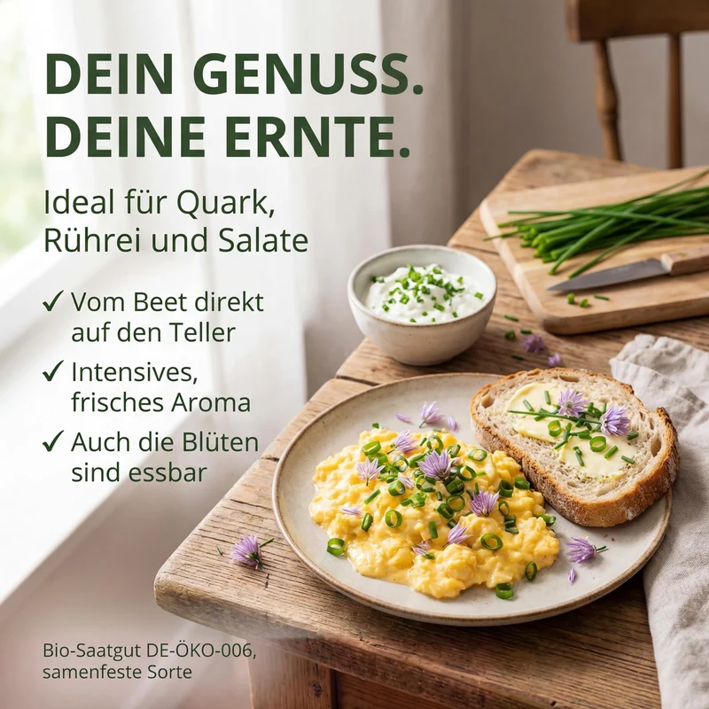 Bio-Schnittlauch 'Grober Röhricht' – Samenfestes Bio-Saatgut