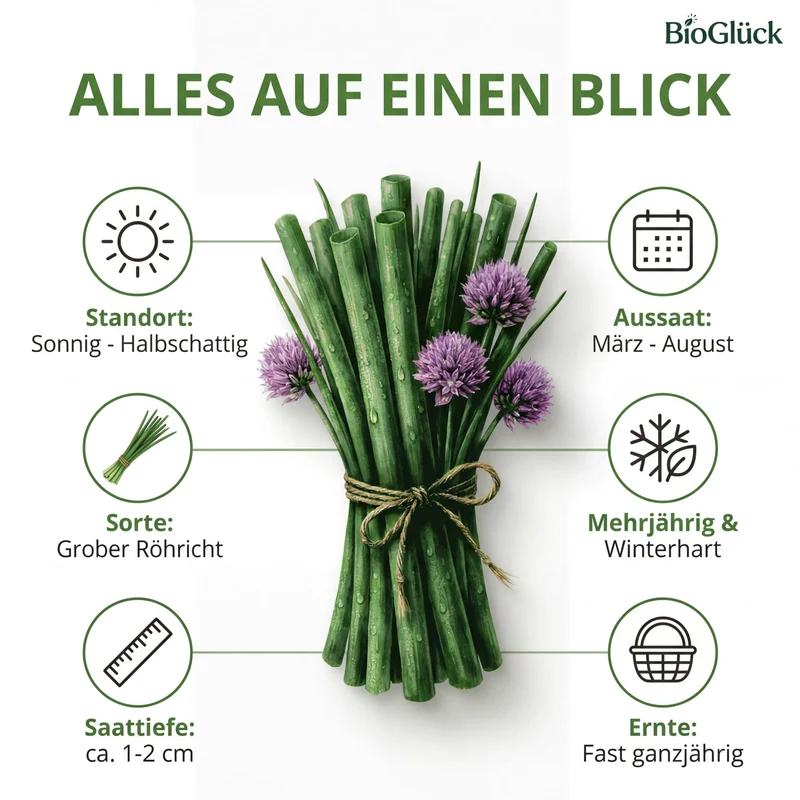Bio-Schnittlauch 'Grober Röhricht' – Samenfestes Bio-Saatgut