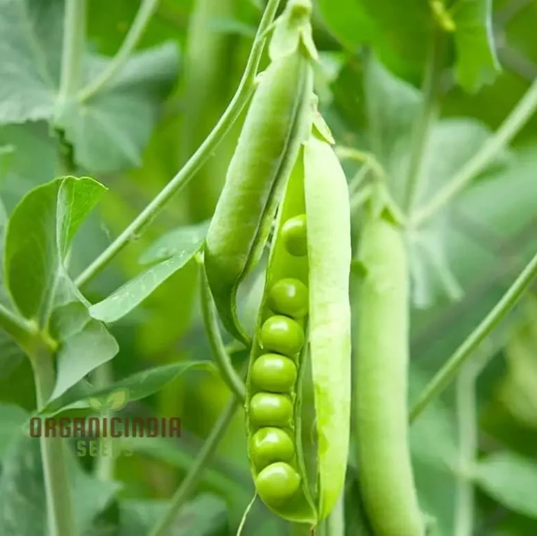 Lincoln Pea Seeds (Heirloom, Organic, Non-GMO)