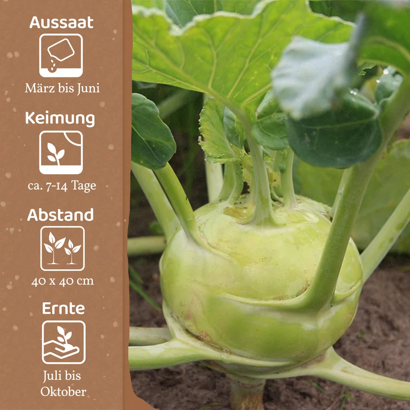 Bio-Kohlrabi (Superschmelz)