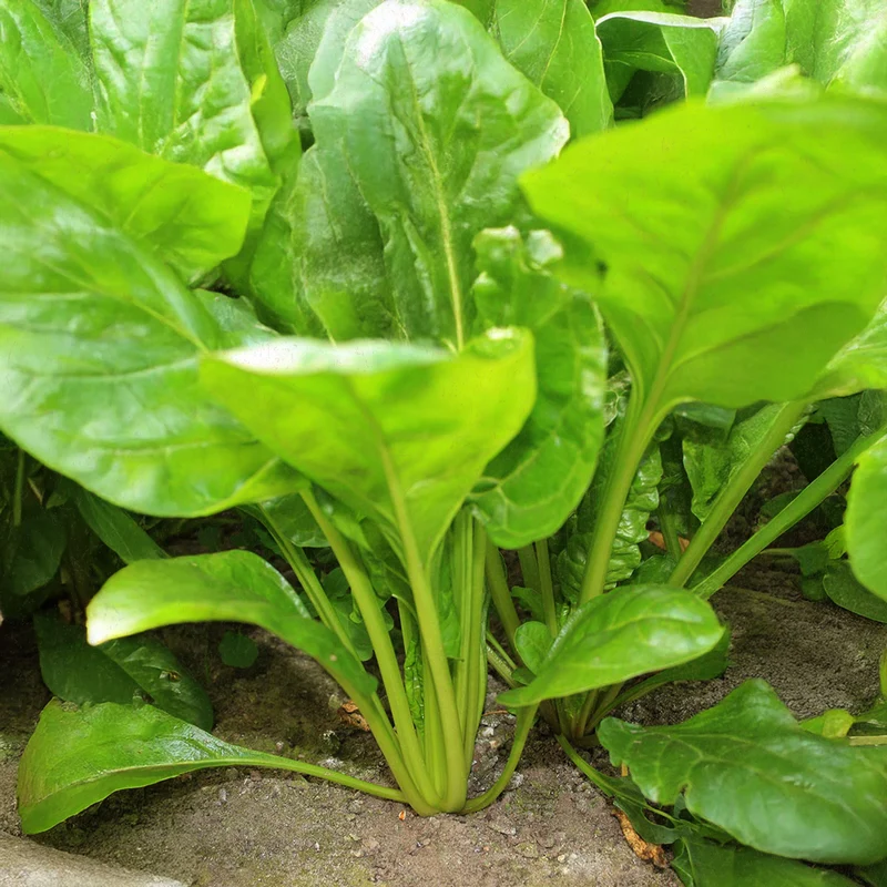 Bio-Mangold (Grün)