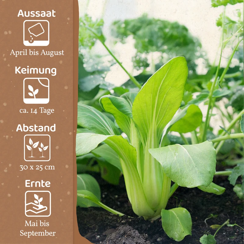 Bio-Pak Choi (Taisai)