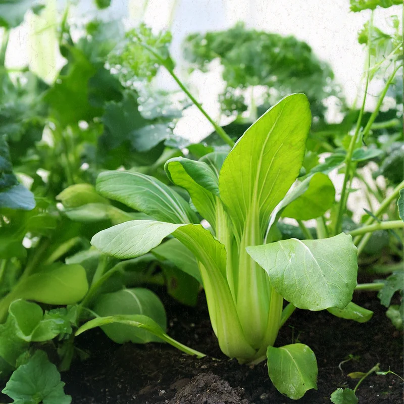 Bio-Pak Choi (Taisai)