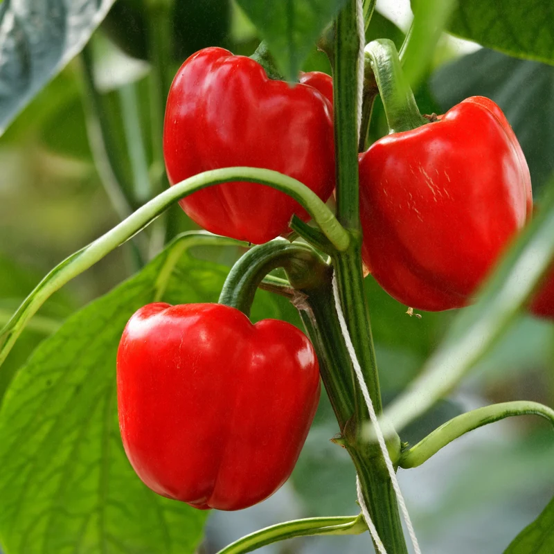 Bio-Paprika (Jubilandska)