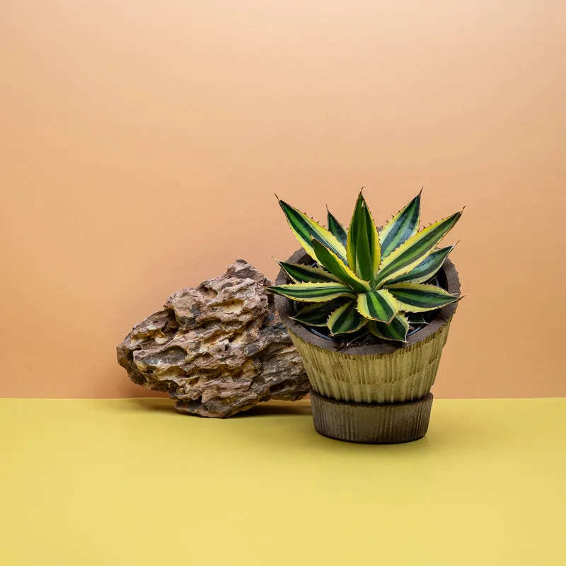 AGAVE IOPHANTHA QUADRICOLOR