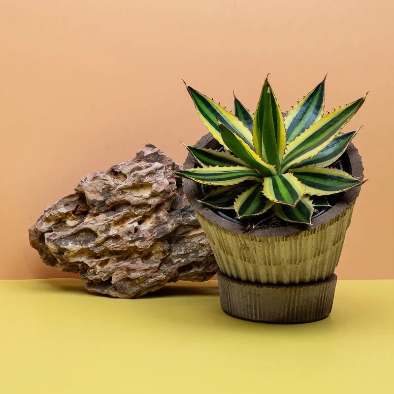 AGAVE IOPHANTHA QUADRICOLOR