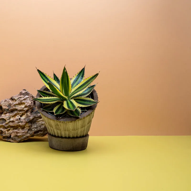 AGAVE IOPHANTHA QUADRICOLOR