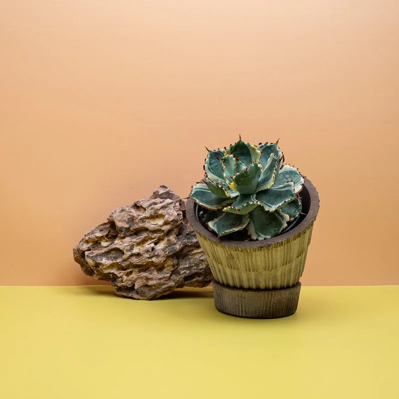 AGAVE POTATORUM VARIEGATA