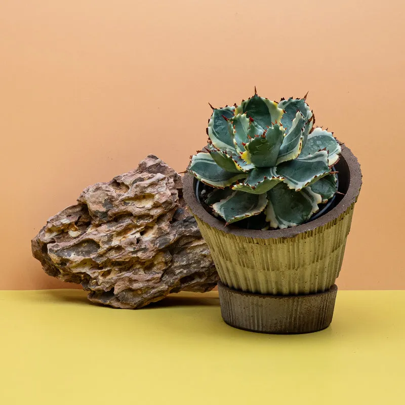 AGAVE POTATORUM VARIEGATA