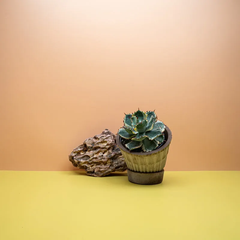 AGAVE POTATORUM VARIEGATA