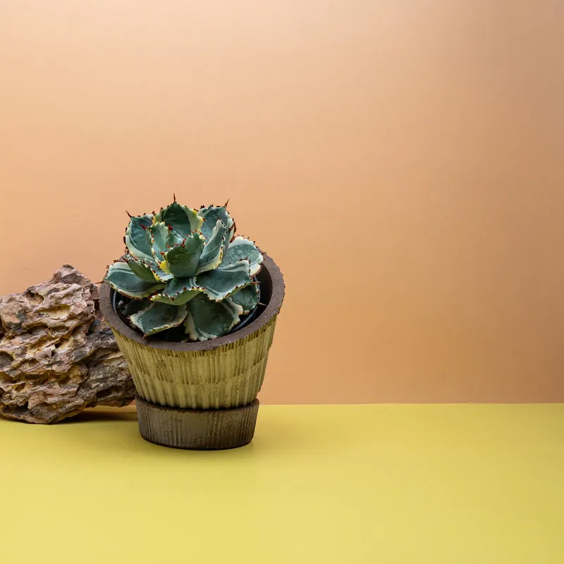 AGAVE POTATORUM VARIEGATA