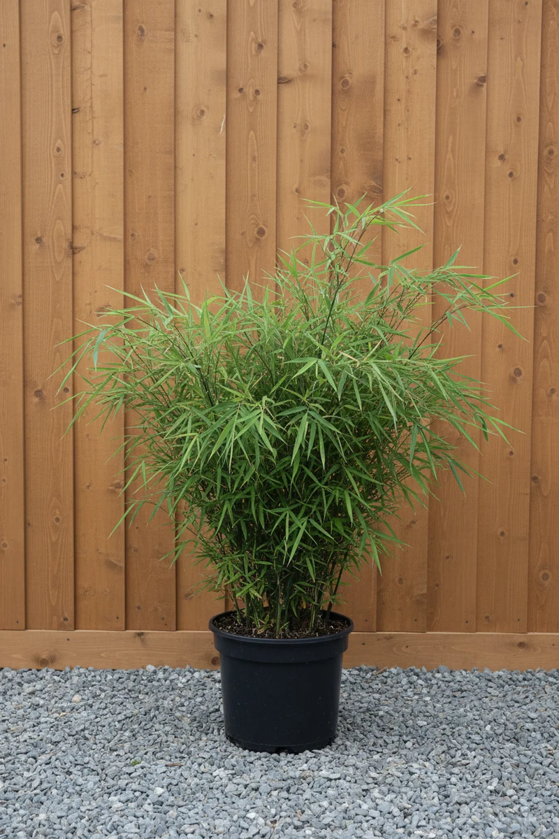 Bambus 'Black Pearl' / Fargesia nitida 'Black Pearl'