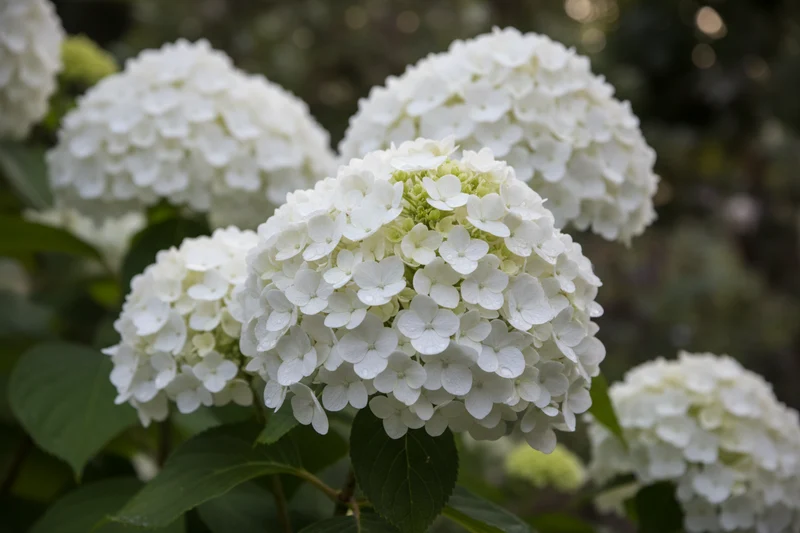 Ballhortensie 'Annabelle' / Hydrangea arborescens 'Annabelle'