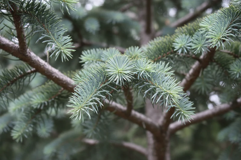 Atlaszeder / Cedrus atlantica