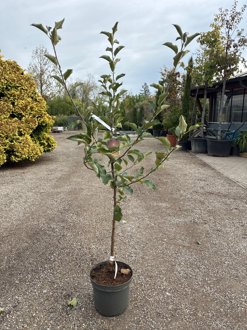 Apfel 'Jonagold' / Malus domestica 'Jonagold'