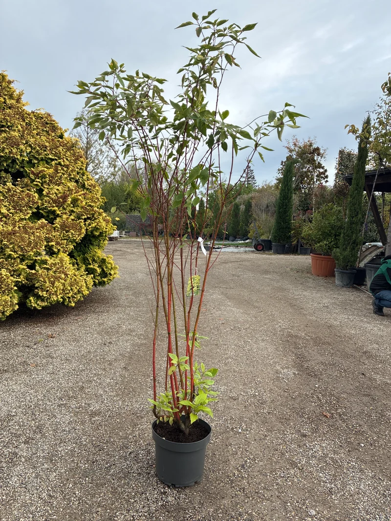 Gelbbunter Hartriegel / Cornus alba ‘Spaethii’