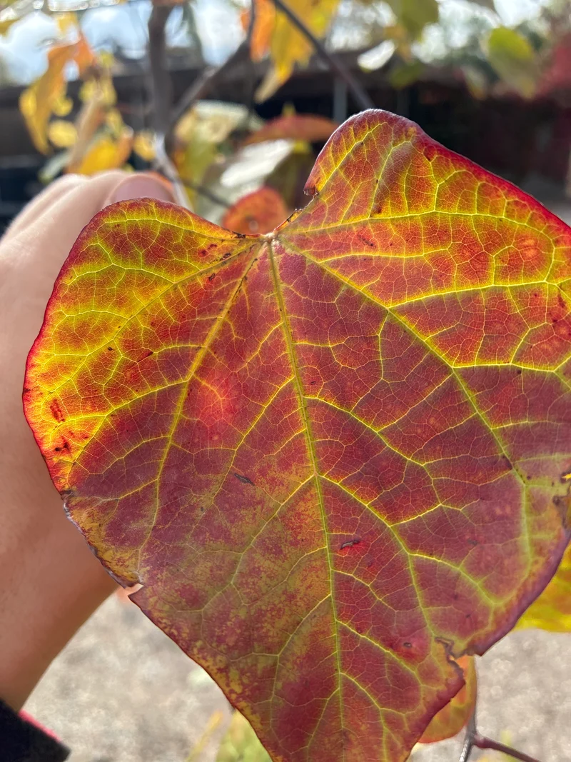 Rotlaubiger Hänge-Judasbaum / Cercis canadensis 'ruby falls'
