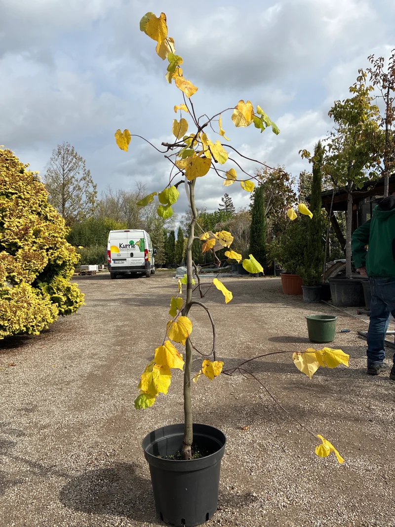 Hängender Kanadischer Judasbaum /Cercis canadensis ‘Lavender Twist’