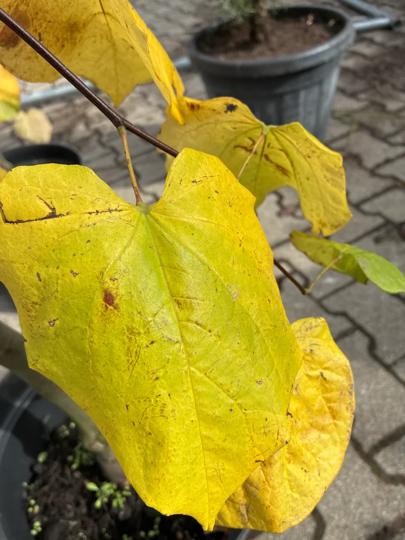 Hängender Kanadischer Judasbaum /Cercis canadensis ‘Lavender Twist’