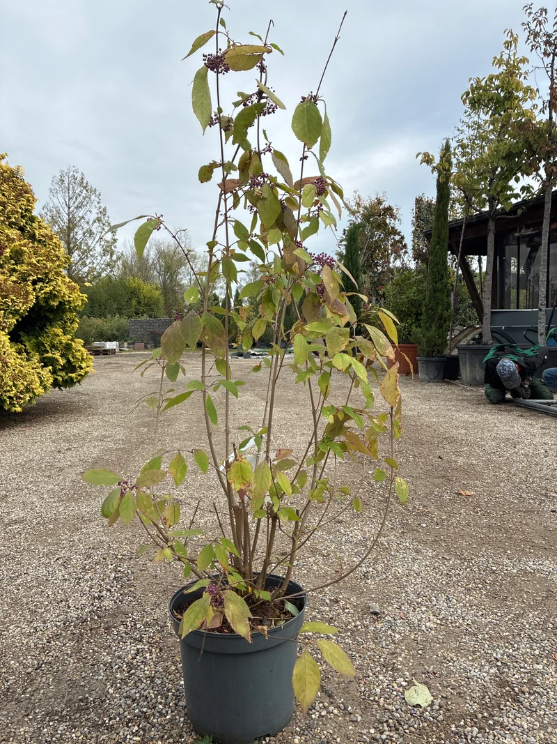 Schönfrucht / Callicarpa bodinieri ‘Magical Amethyst’