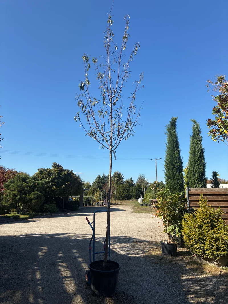 Mandel / Prunus dulcis 'robijn'