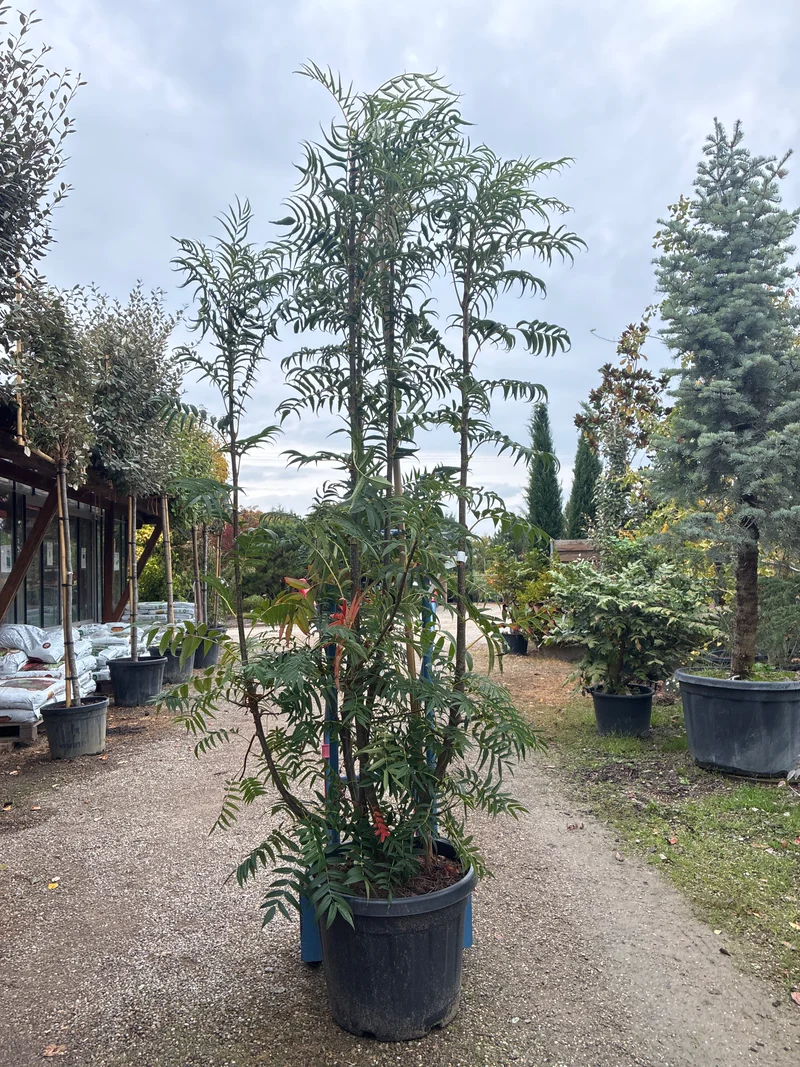Eberesche / Sorbus 'Dodong'