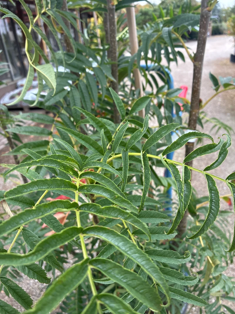 Eberesche / Sorbus 'Dodong'