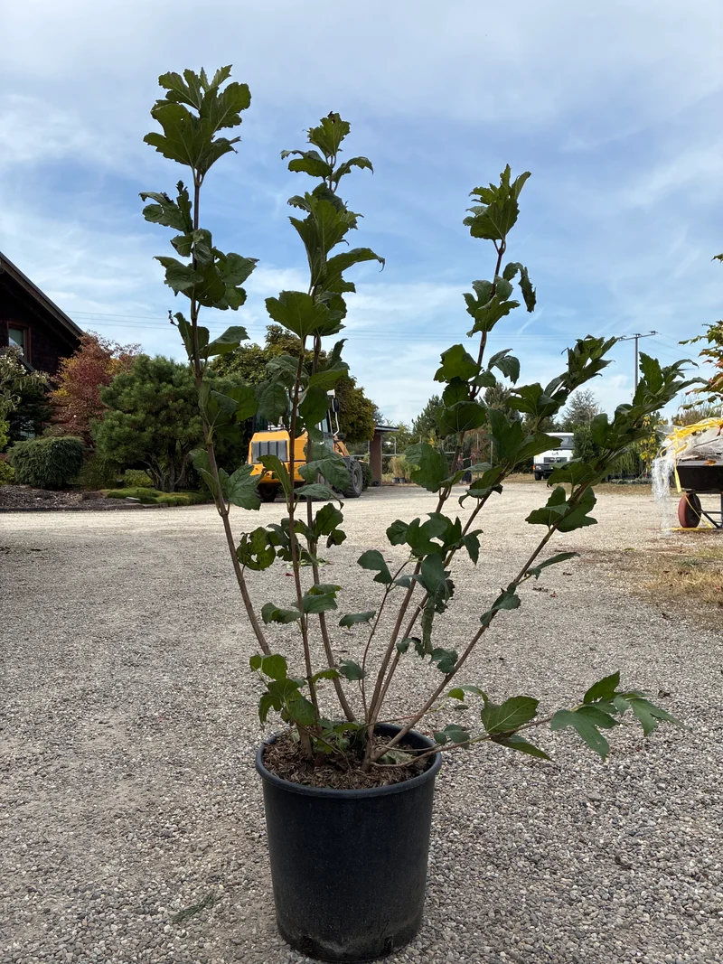 Gewöhnlicher Schneeball / Viburnum opulus