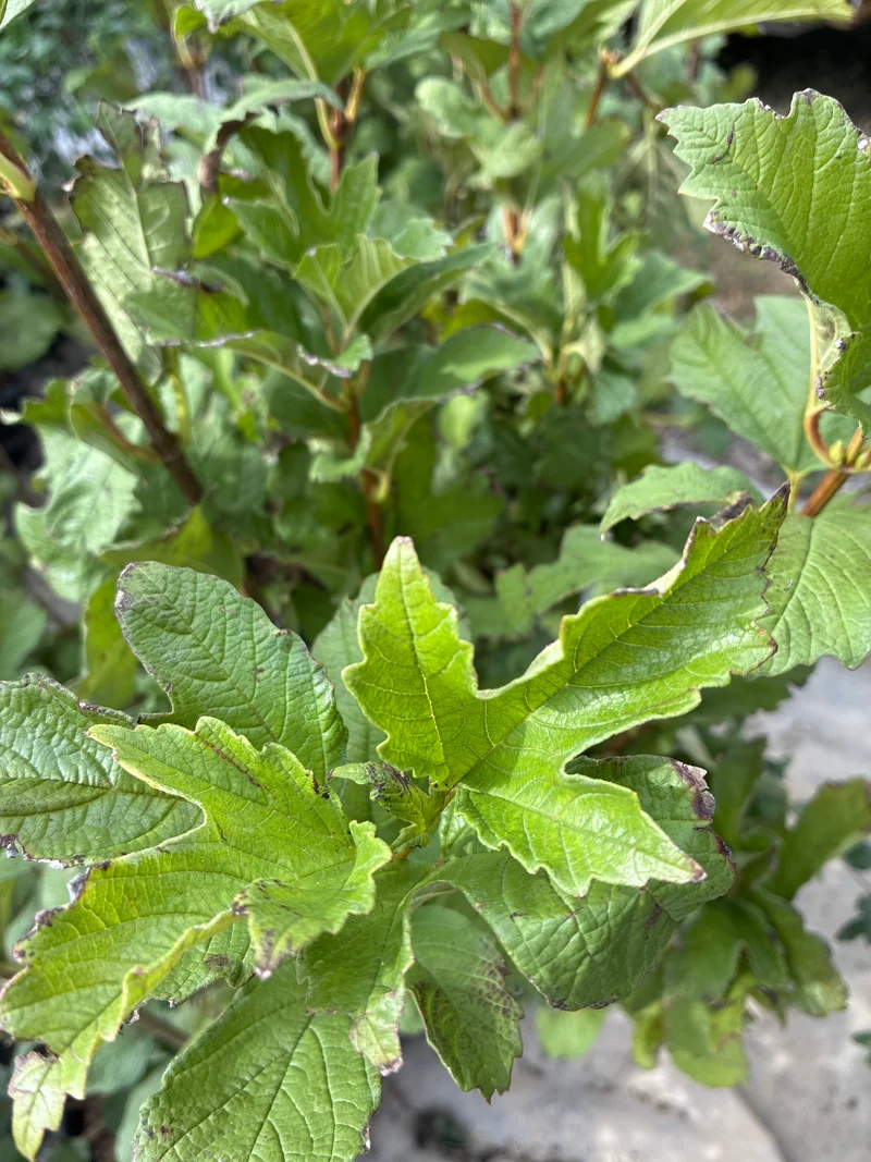 Gewöhnlicher Schneeball / Viburnum opulus