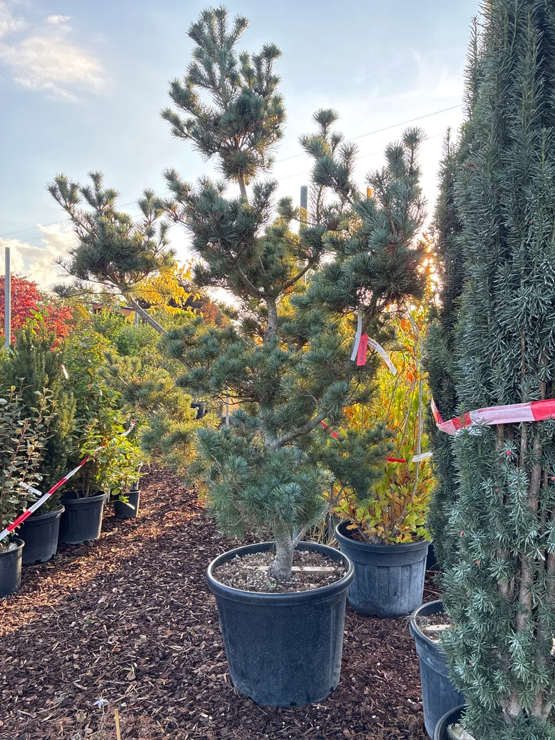 Mädchenkiefer / PINUS PARVIFLORA