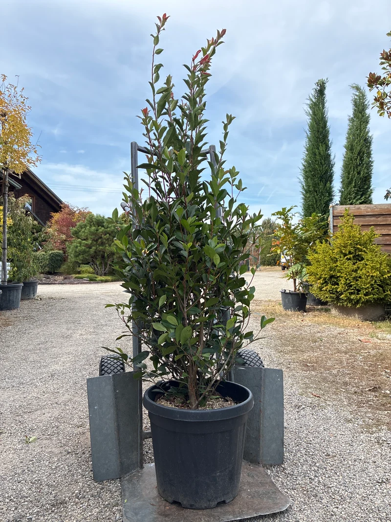 Schmalblättrige Glanzmispel / PHOTINIA FRASERI 'ANGUSTIFOLIA'