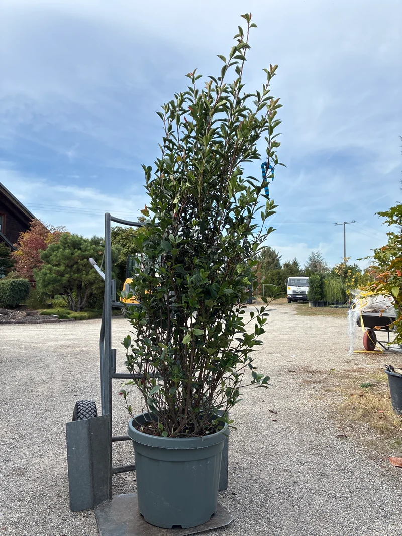 Schmalblättrige Glanzmispel / PHOTINIA FRASERI 'ANGUSTIFOLIA'